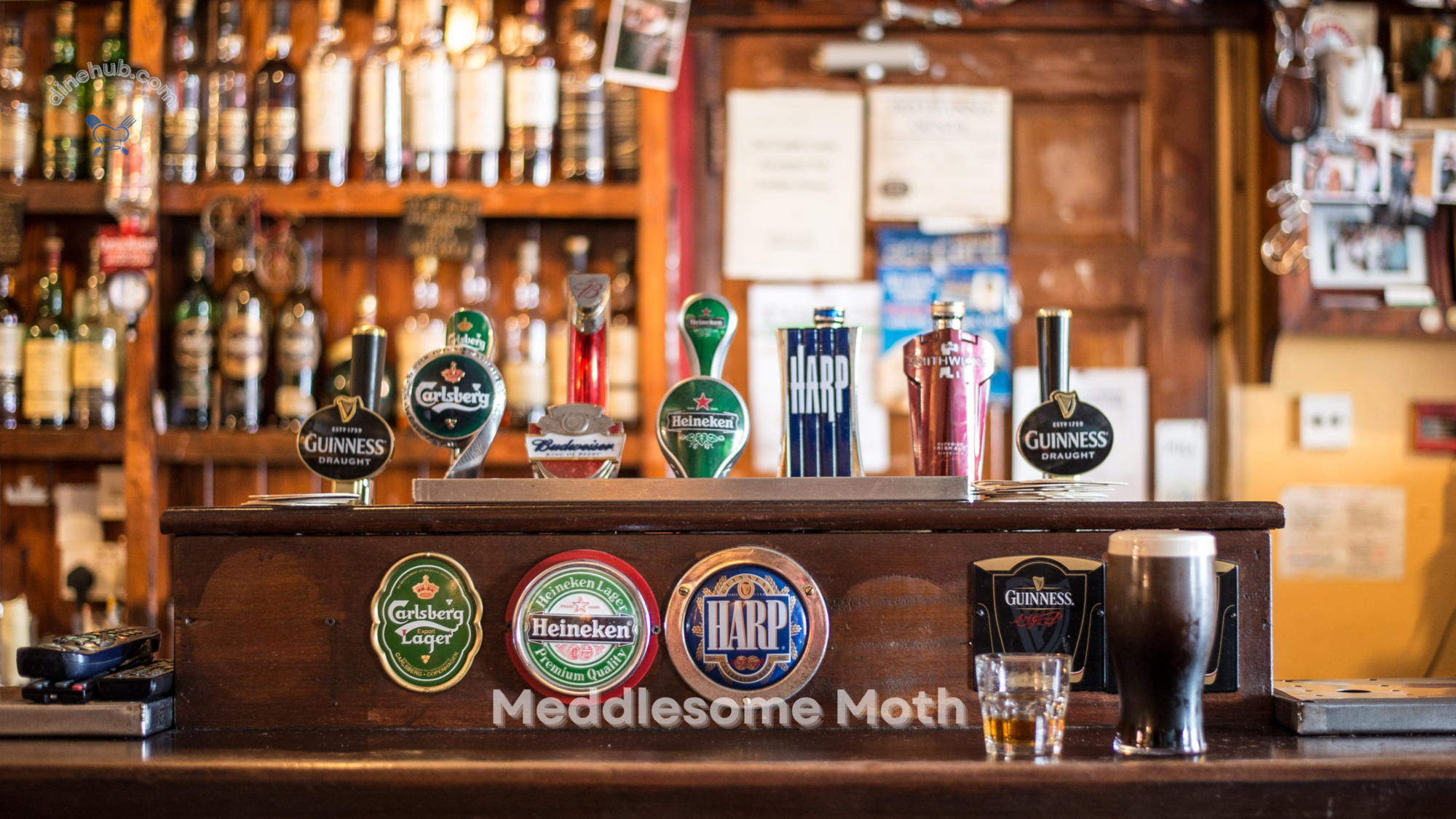 Meddlesome Moth